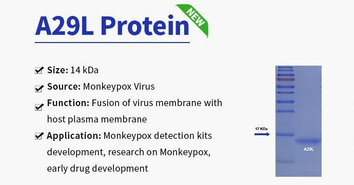 Monkeypox ਵਾਇਰਸ-A29L ਪ੍ਰੋਟੀਨ(1)