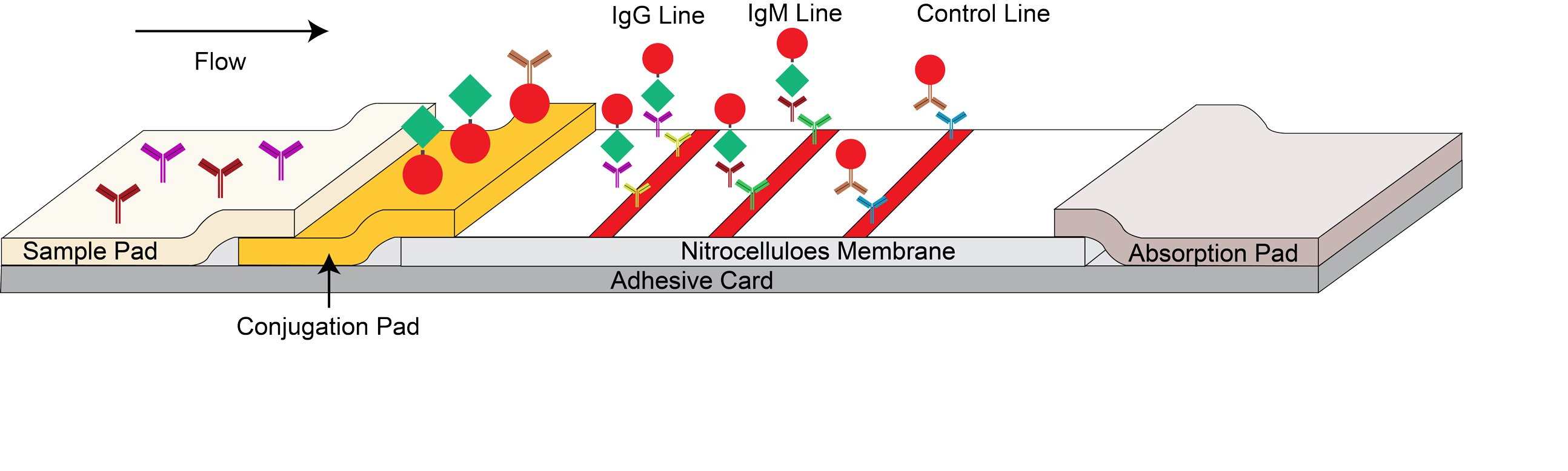 antigen